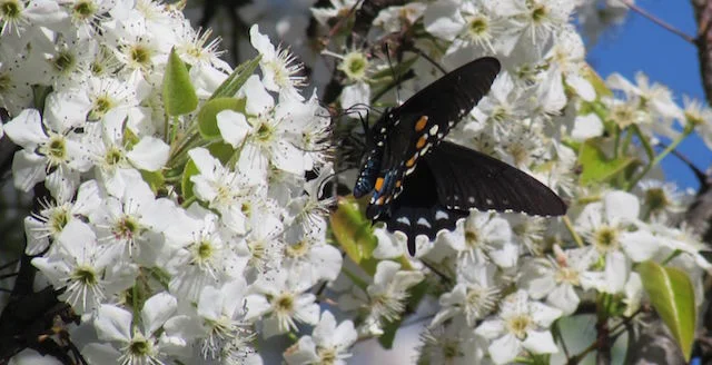 butterfly copy.jpg