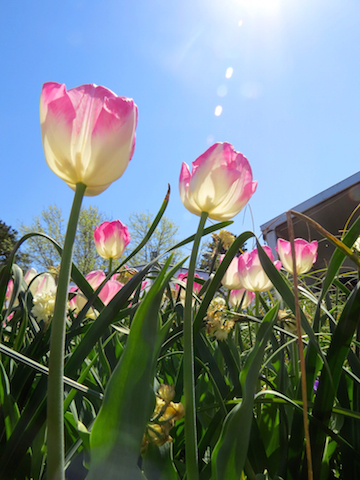 Tulips in the Sun copy.jpg
