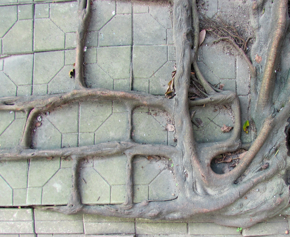 Rooted in Sidewalk copy.jpg