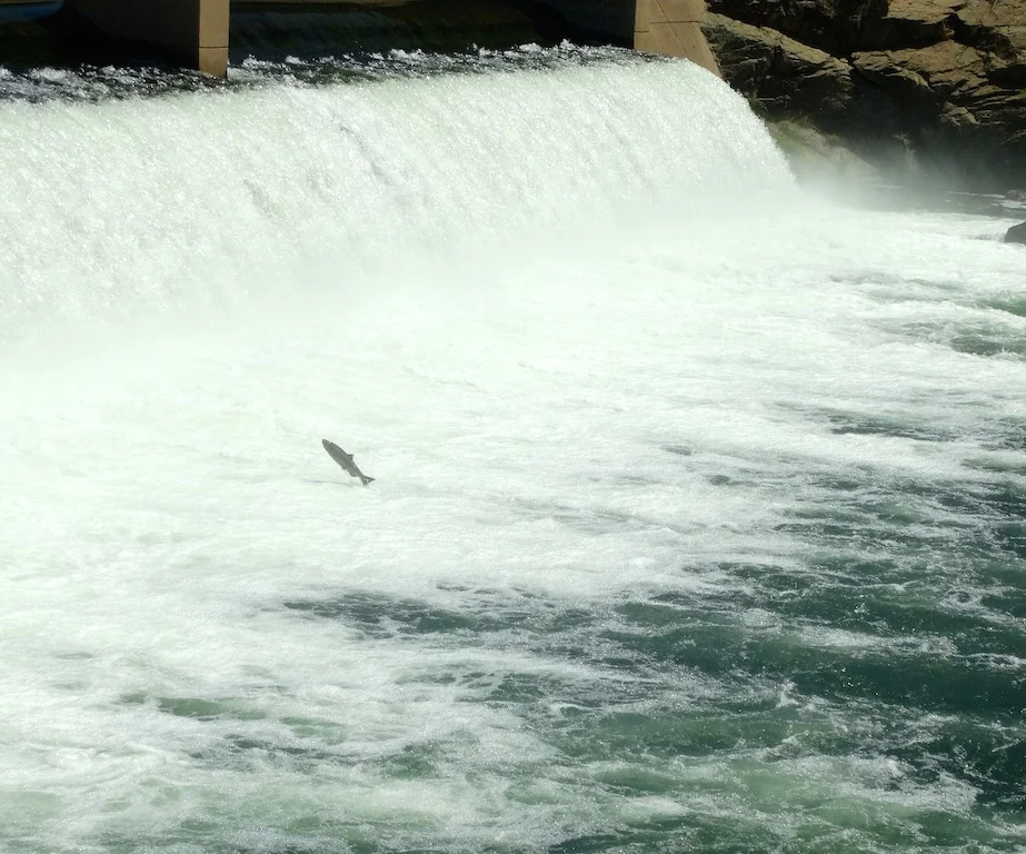 Salmon leaping copy.jpg