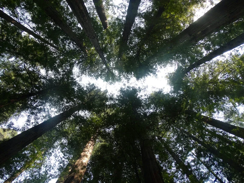 Light Trhu redwwods 3 copy.jpg