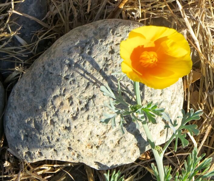 flower rock copy.jpg