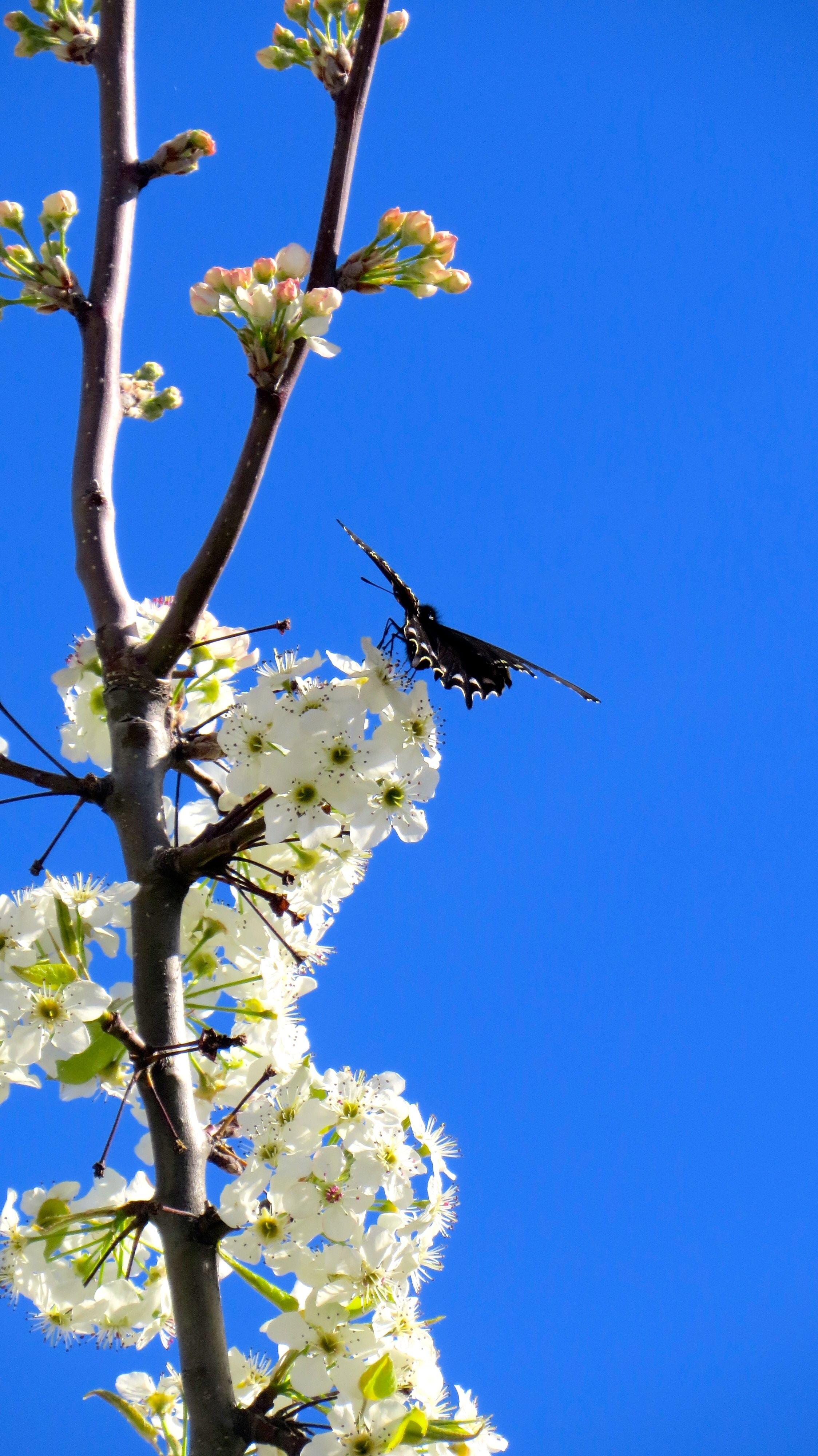 Butterfly on Cherry tree.jpg