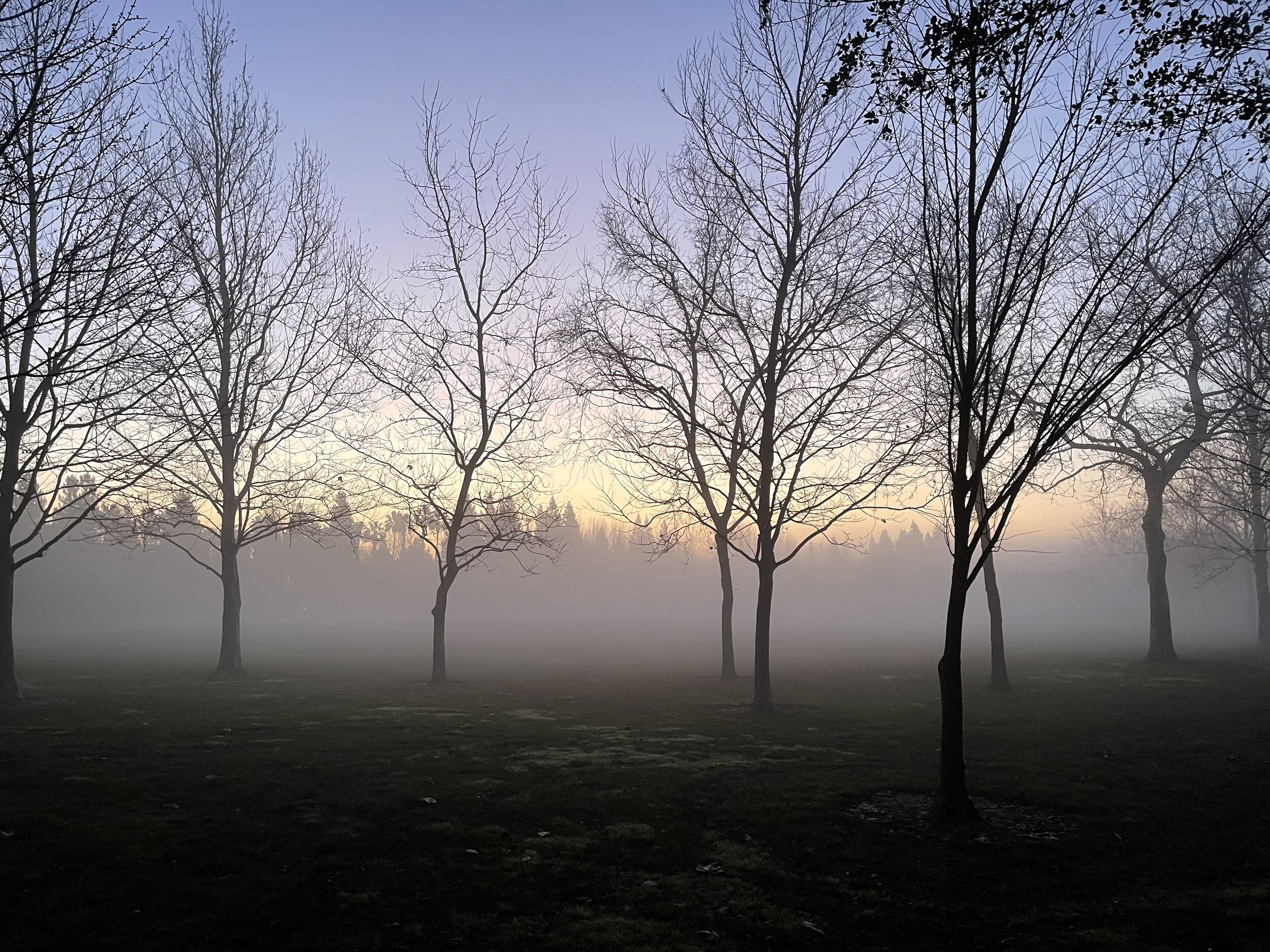 Morning Fog in Trees copy.jpeg