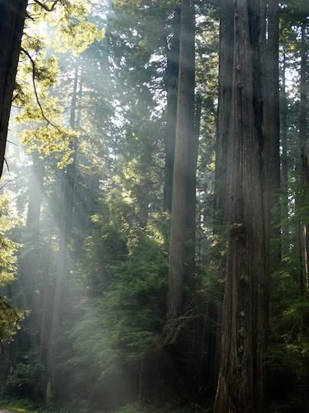 lighted redwood 4 copy.jpg