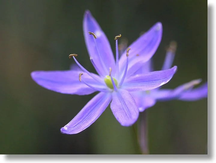 camas-lily-720w.jpg