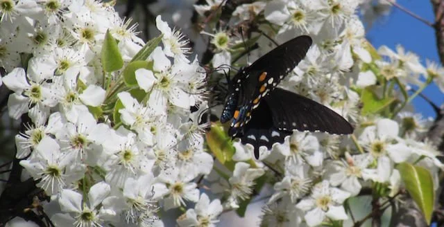 butterfly copy.jpg