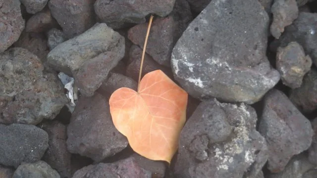 leaf heart copy.jpeg