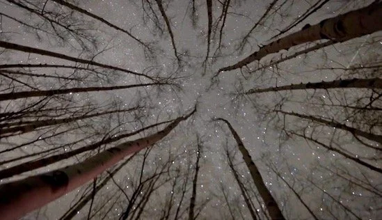 night sky through trees copy (1).jpeg