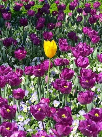 One stands out  copy.jpg