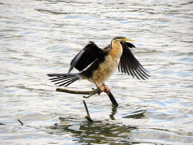 wing spread 2 copy.jpeg