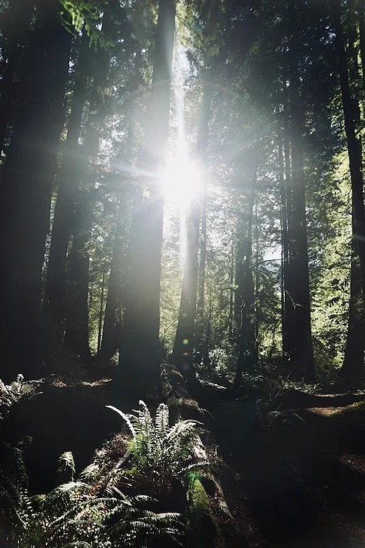 Lighted Redwod 3 copy.jpeg