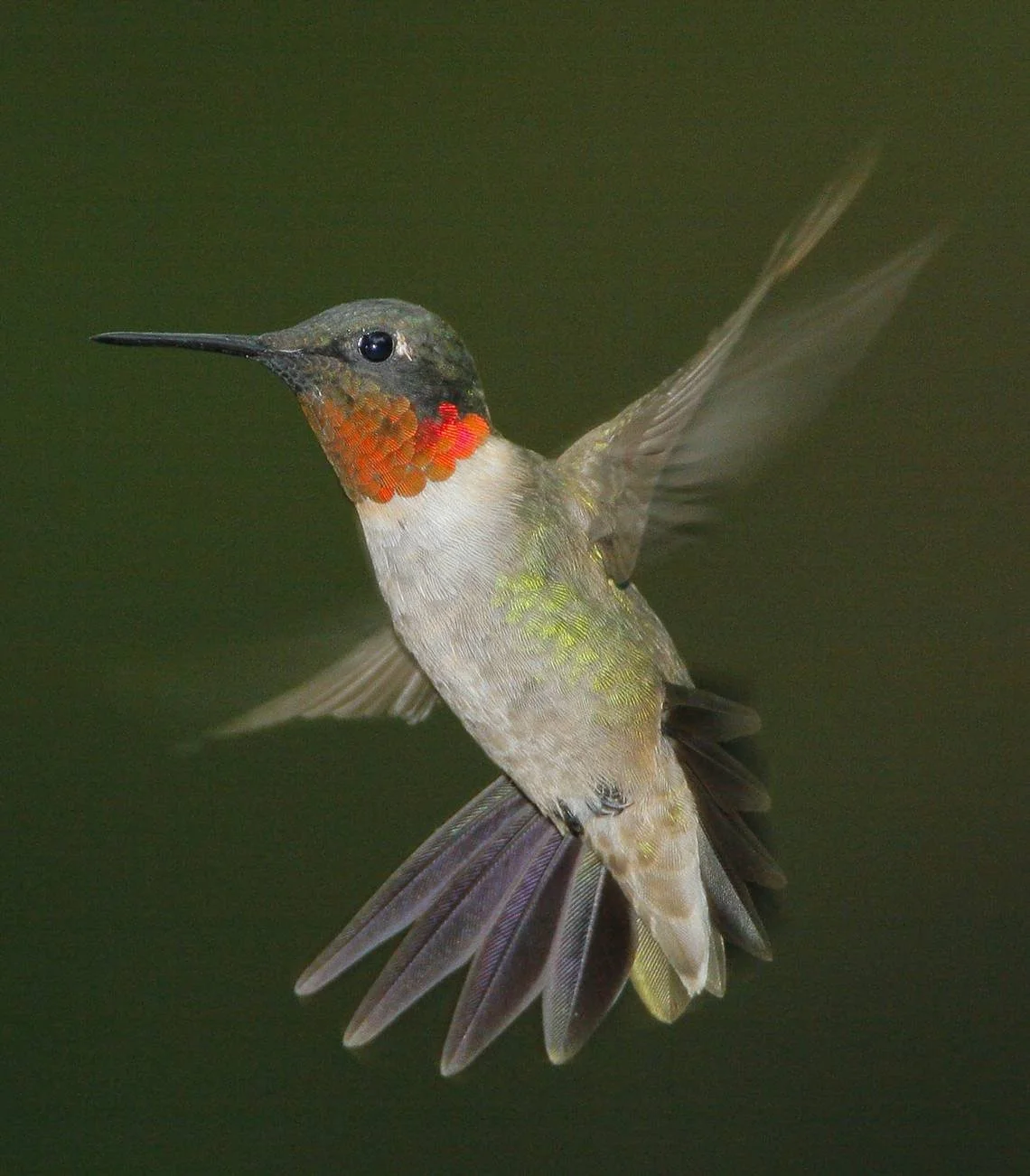 Hummingbird.JPG