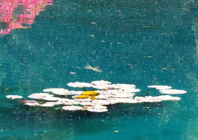 hovering Dragonfly copy.jpg