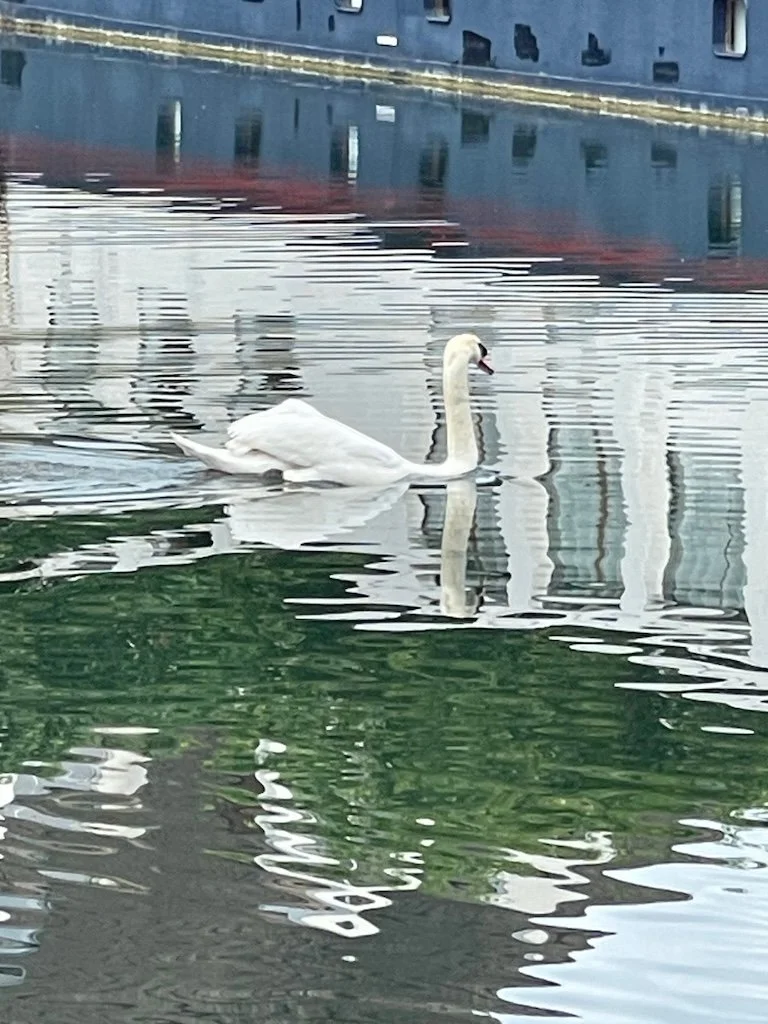 Swan.jpeg