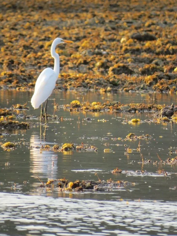Water Crane 2 copy.jpg