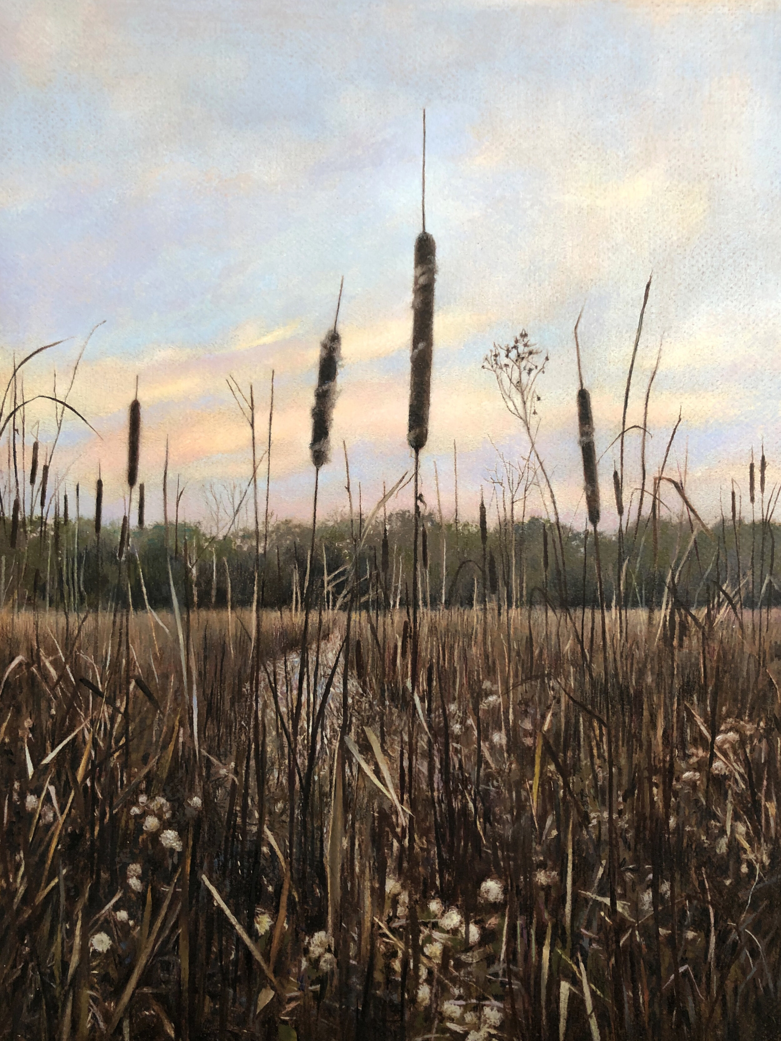 cattails, Grant woods