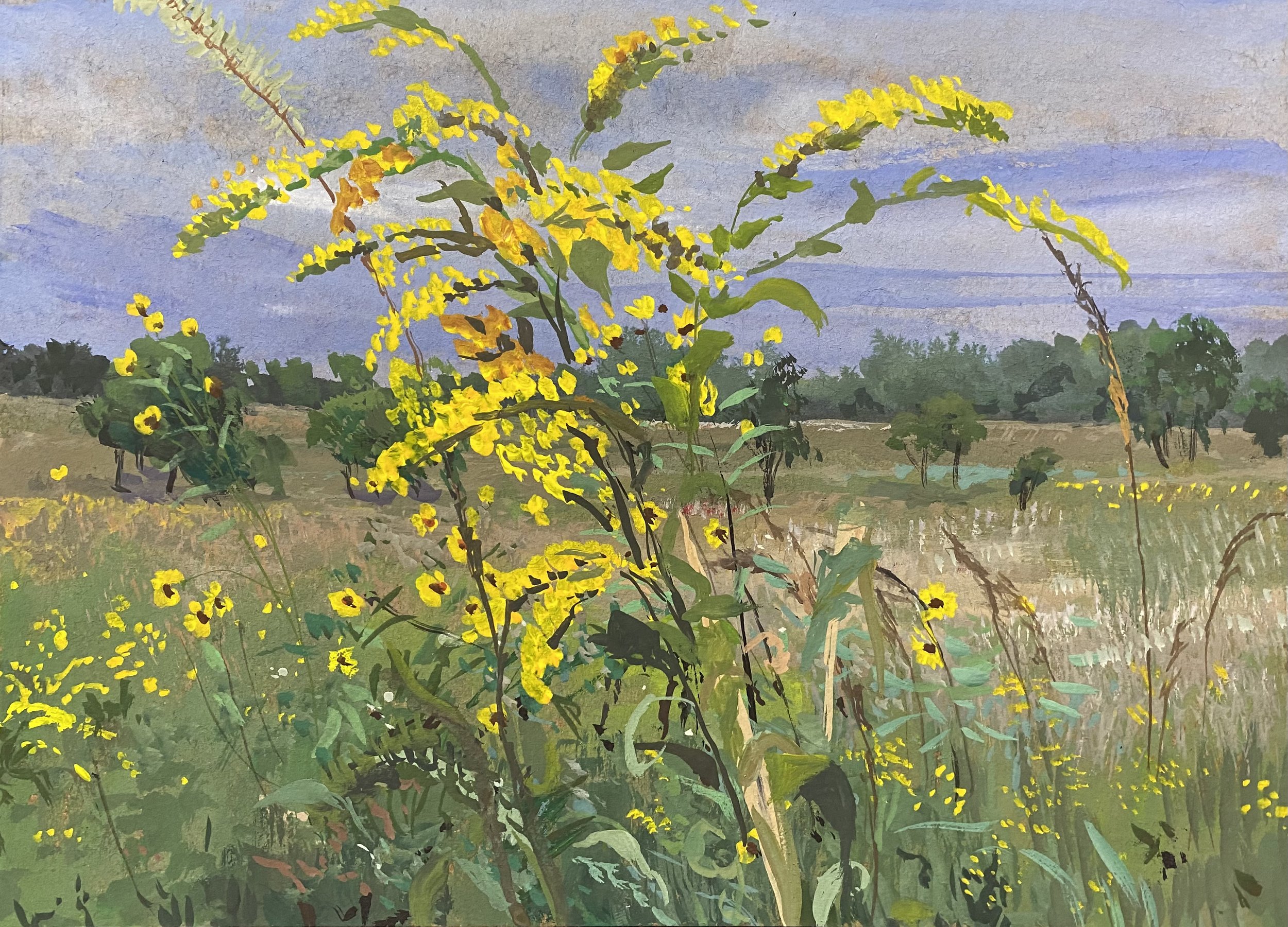 goldenrod in field