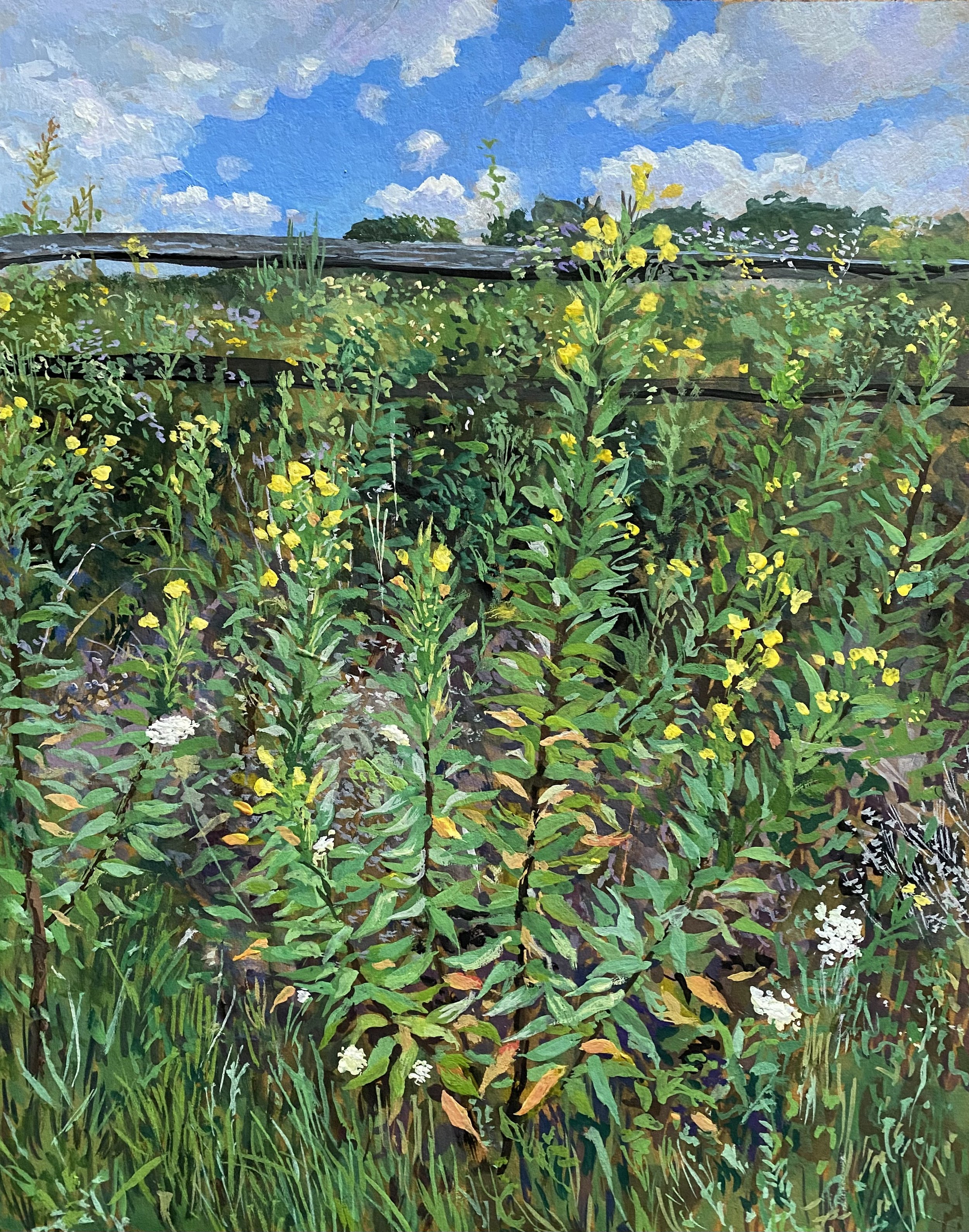 common evening primrose