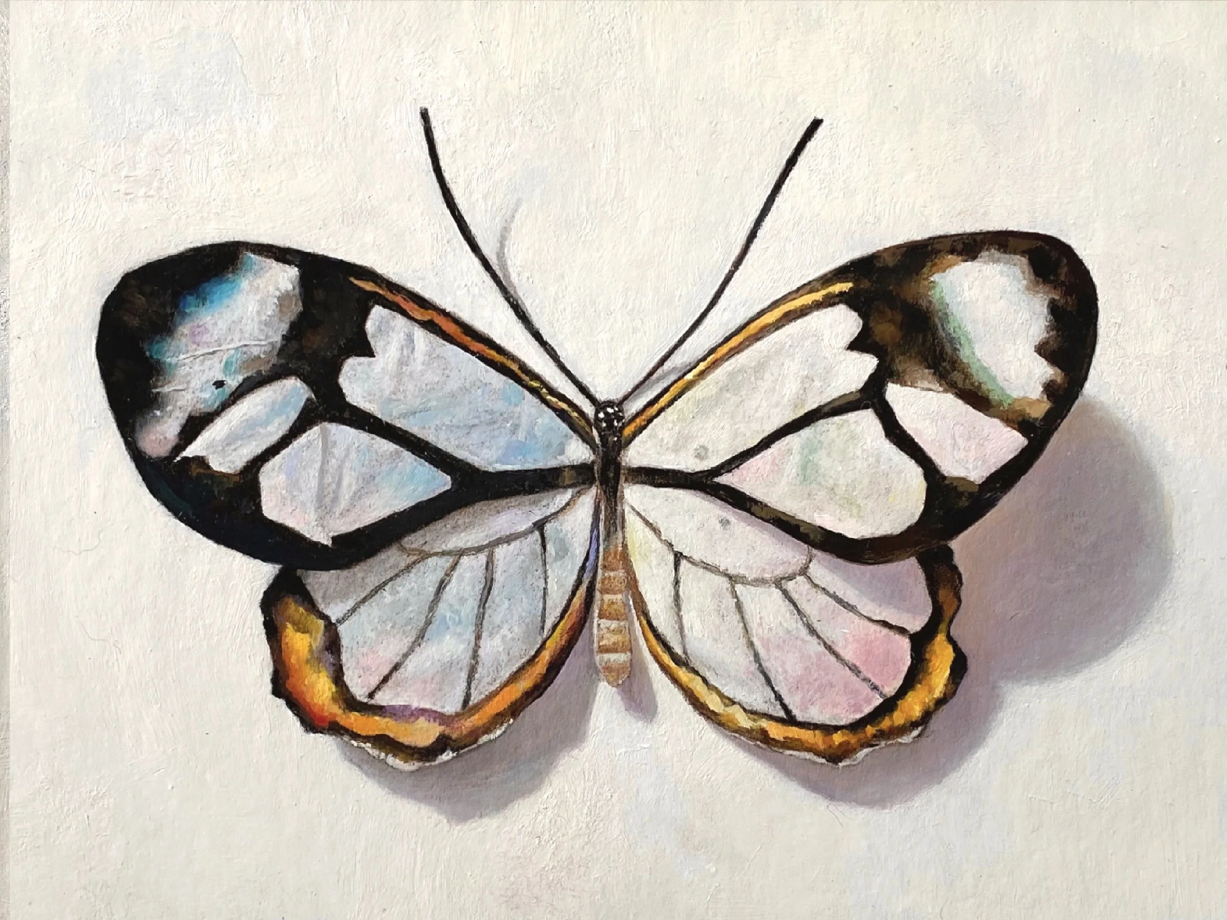 glasswing butterfly