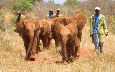 Younger-Tsavo-Orphans-10.03.jpg