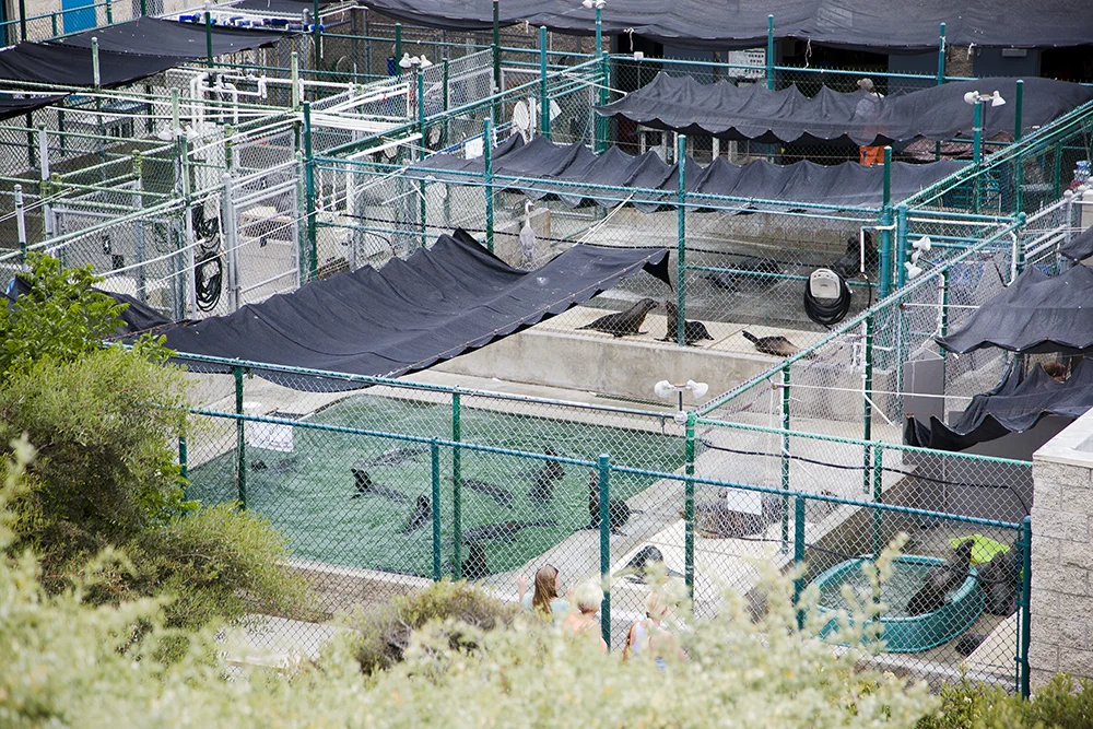 Marine Mammal Care Center