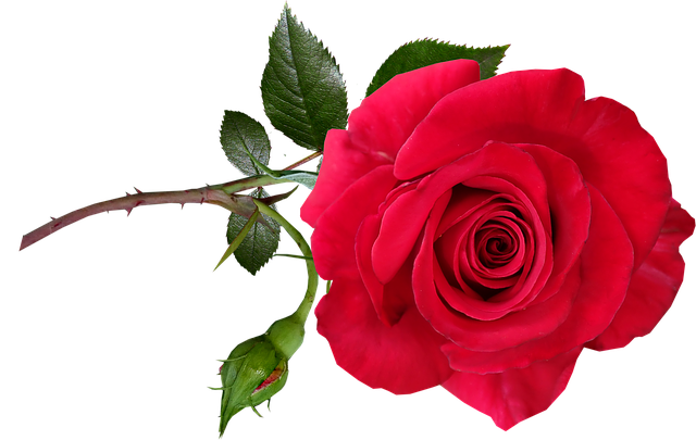 rose-3822769_640.png