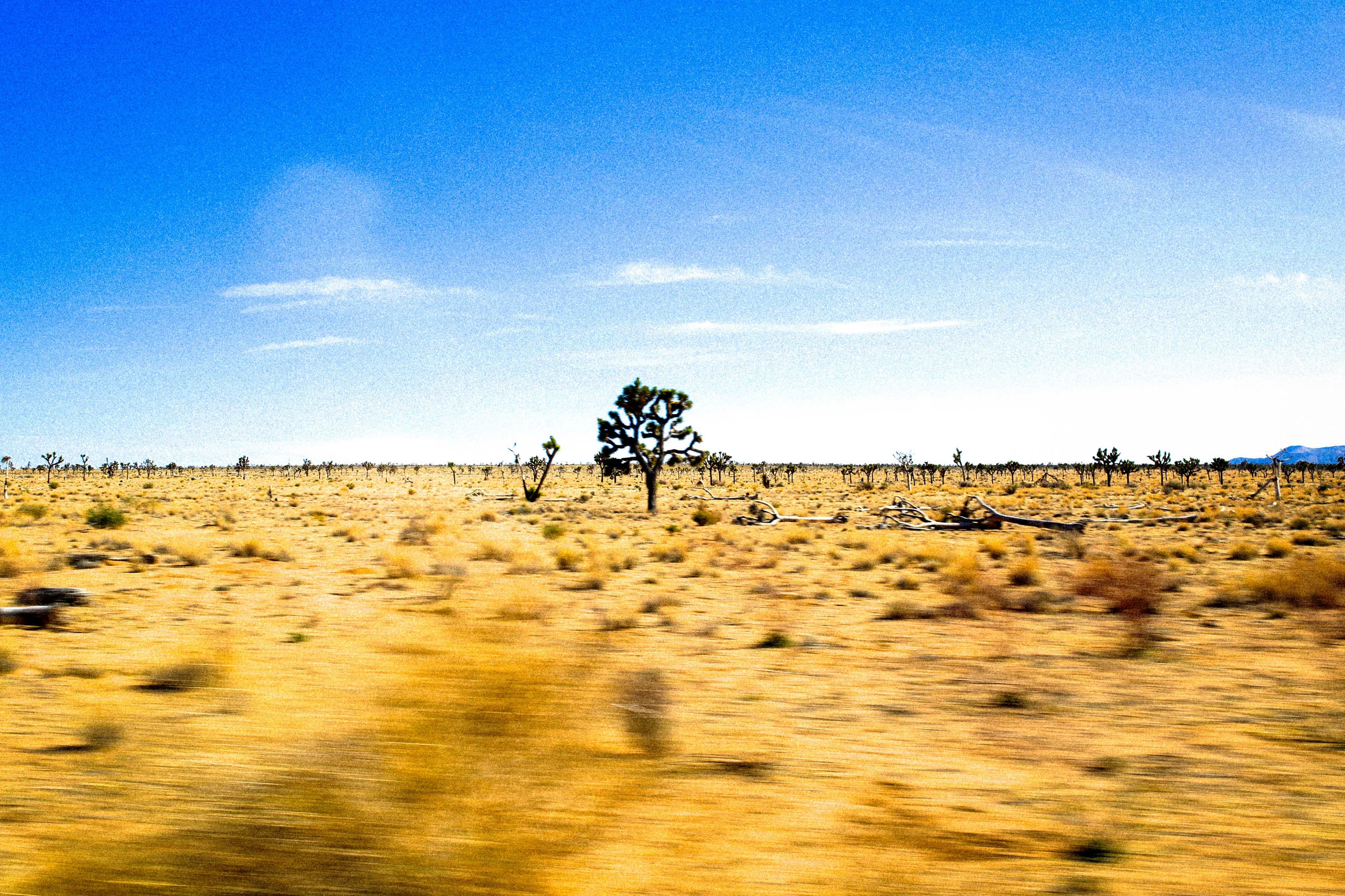 Joshua Tree.