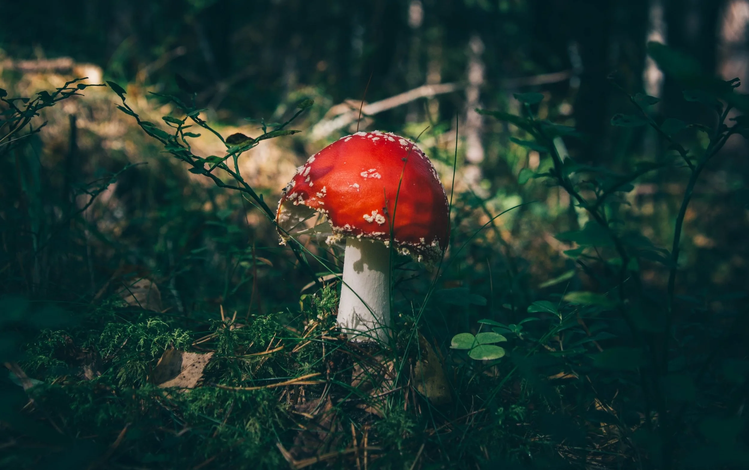 How psychedelics helped me get off Xanax after 10 years