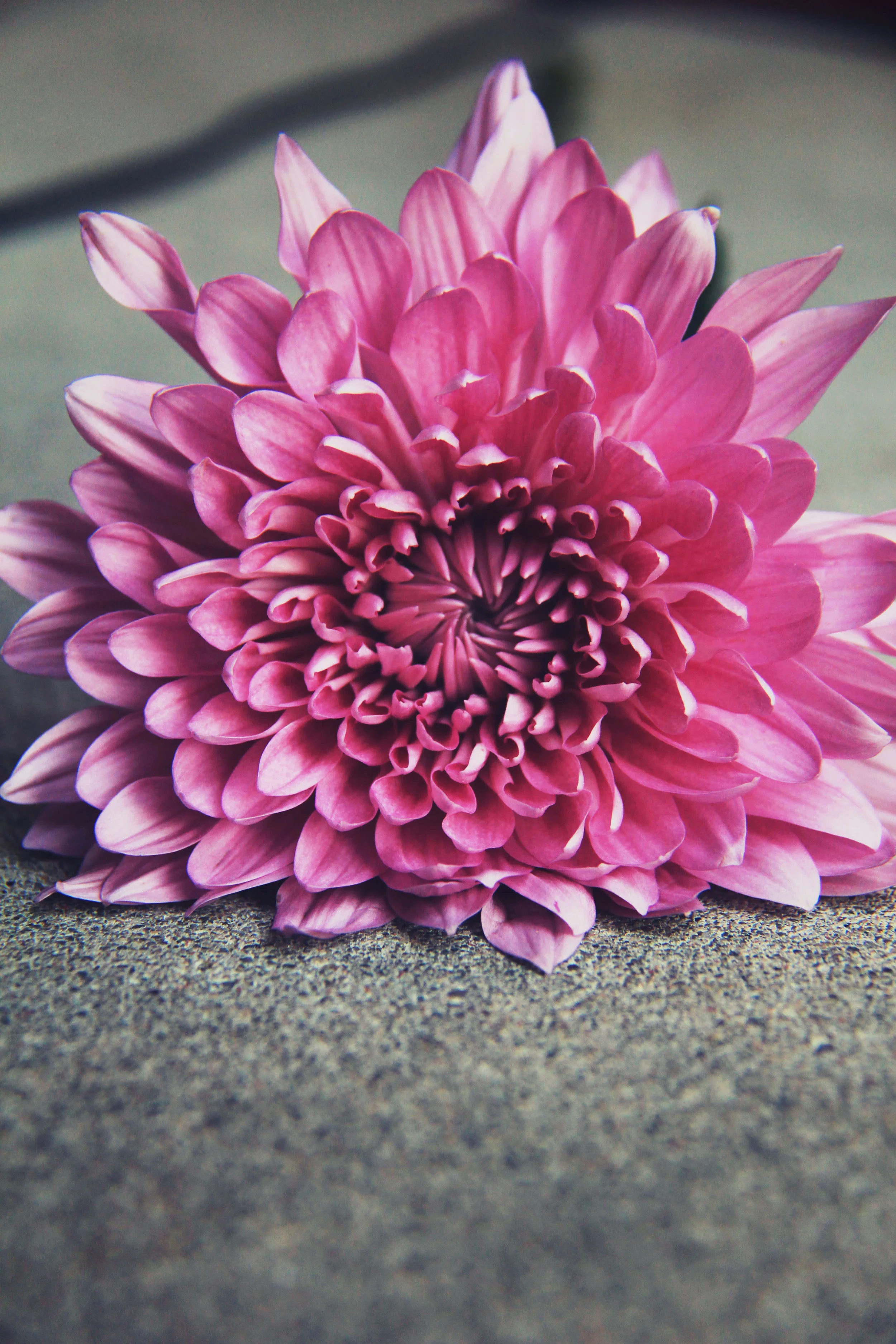 How to take beautiful pictures of flowers