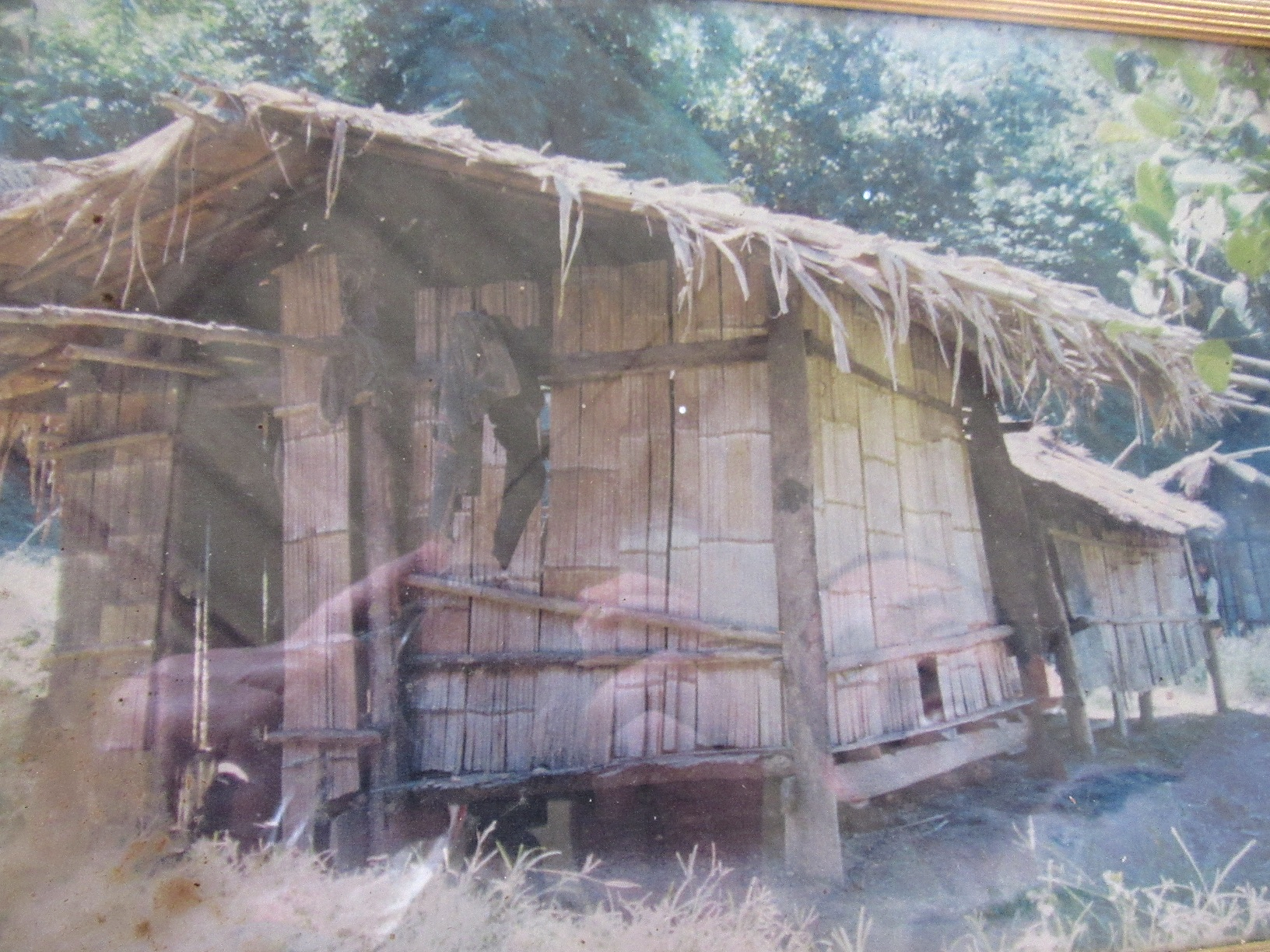 How the Mlabri lived when first forced to settle