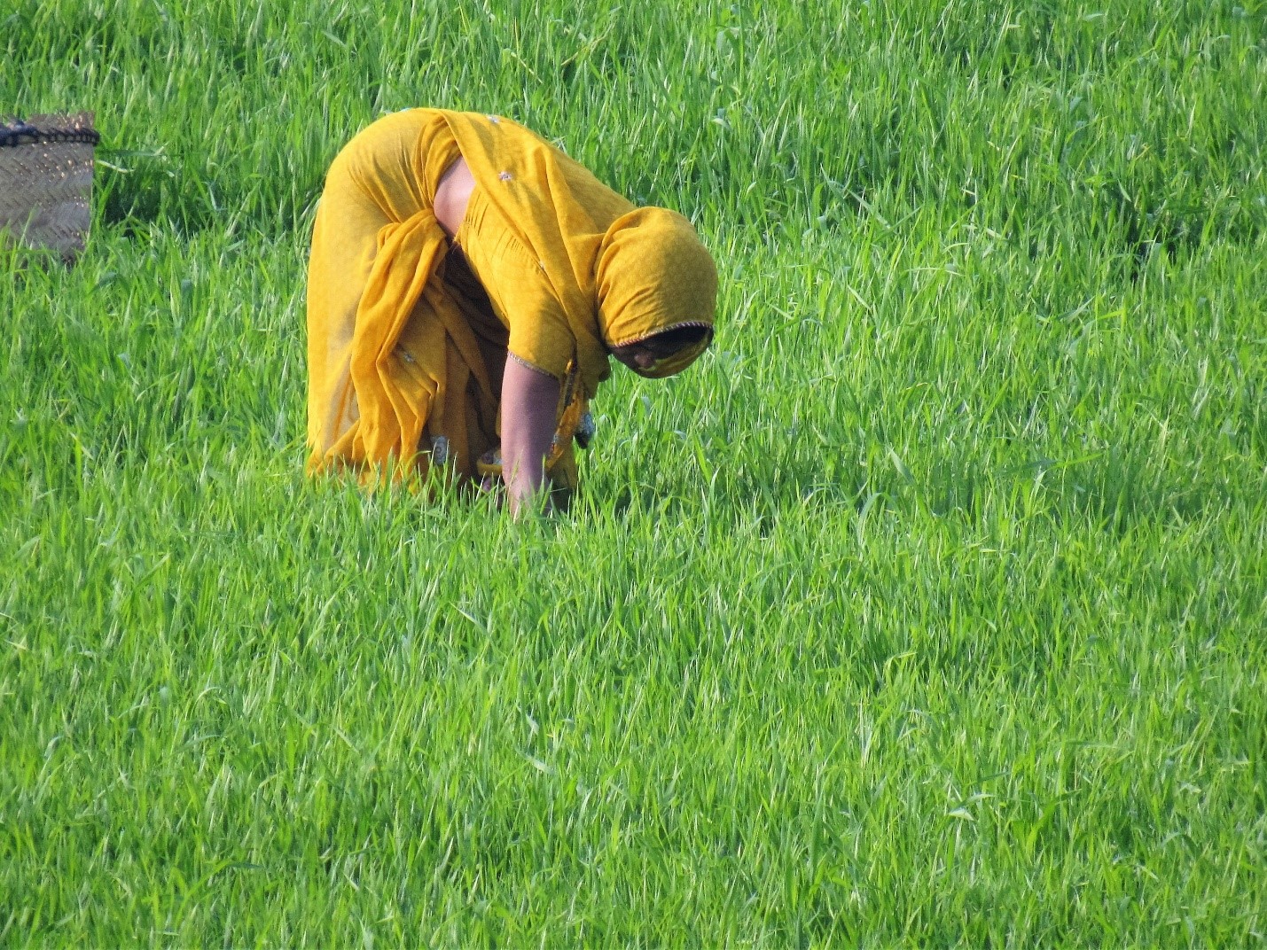 The beauty of the scene belies the backbreaking labor under the unrelenting sun required to harvest rice. 