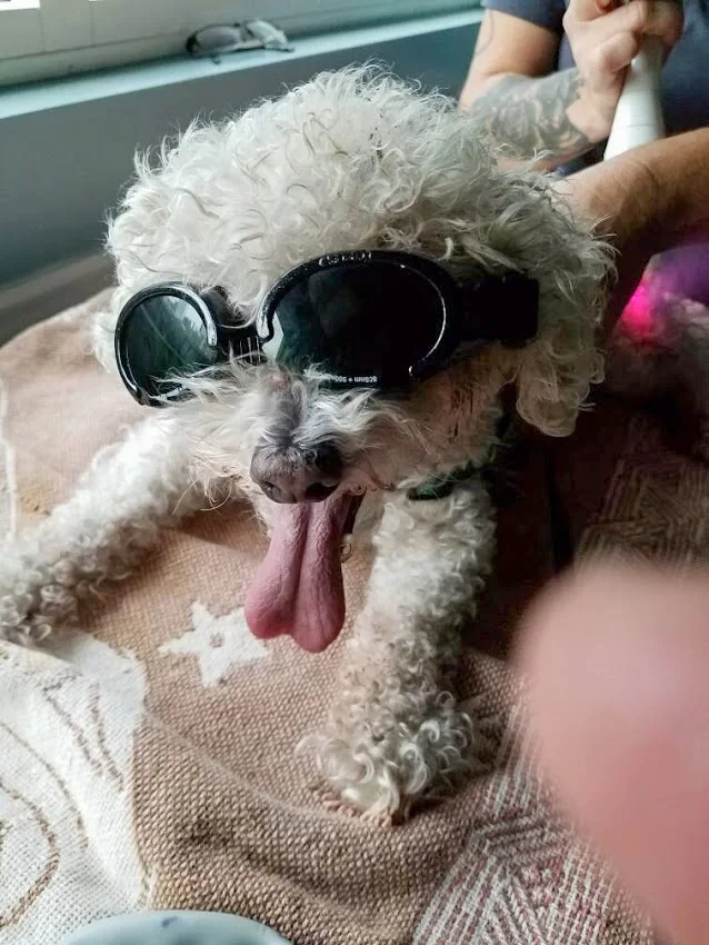 Cody is blind. The glasses are a different story.
