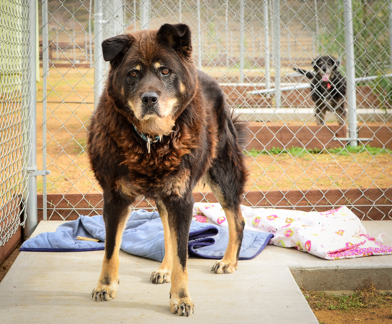 About Us — EZ Heart & Soul Rescue About Us — EZ Heart & Soul Rescue