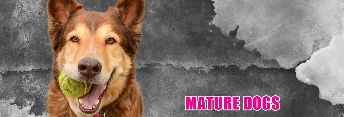 mature-dogs.jpg