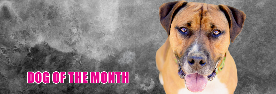 dog-of-the-month.jpg