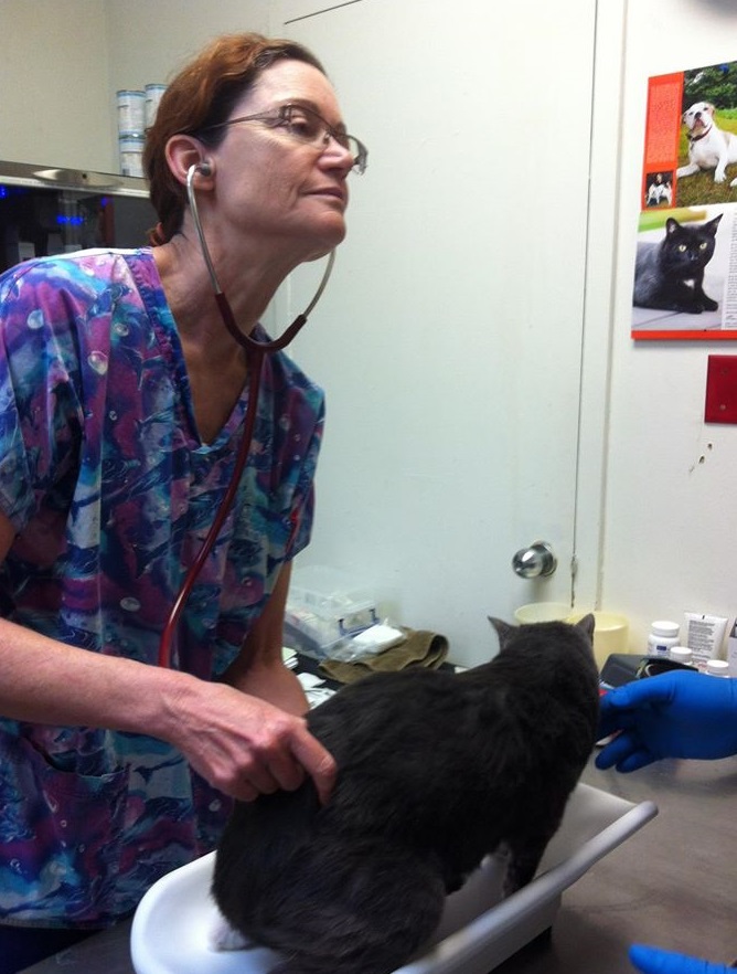 Karen Heard, DVM - Owner and Director of Vet 2 U LA mobile veterinary service in Santa Monica, CA, has volunteered her services at local animal shelters. Here she exams "Patia," a shelter cat before her adoption.