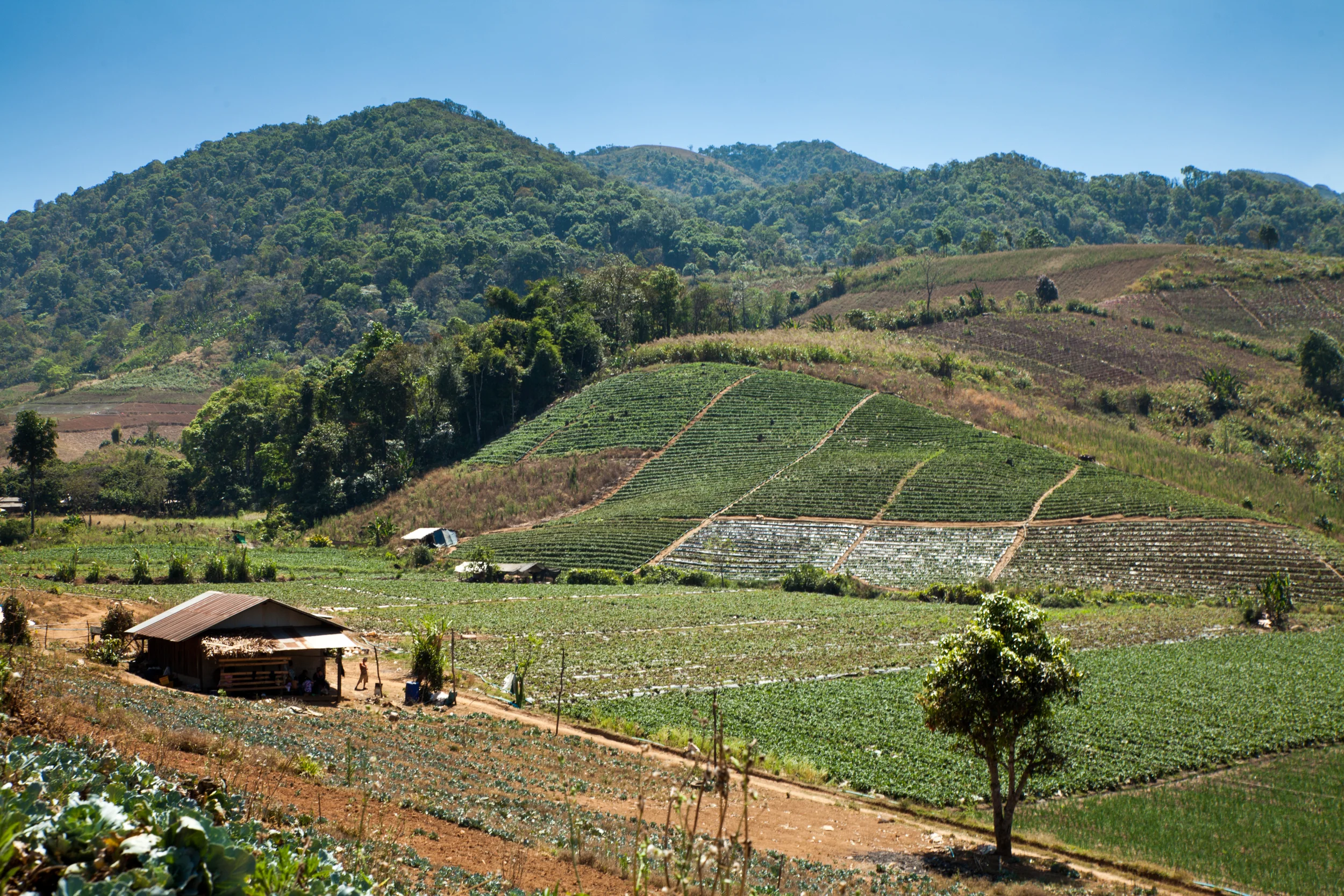 No poppy here. Shot in one of the few locations had no smoke at all, just east of Mae Hong Son. 