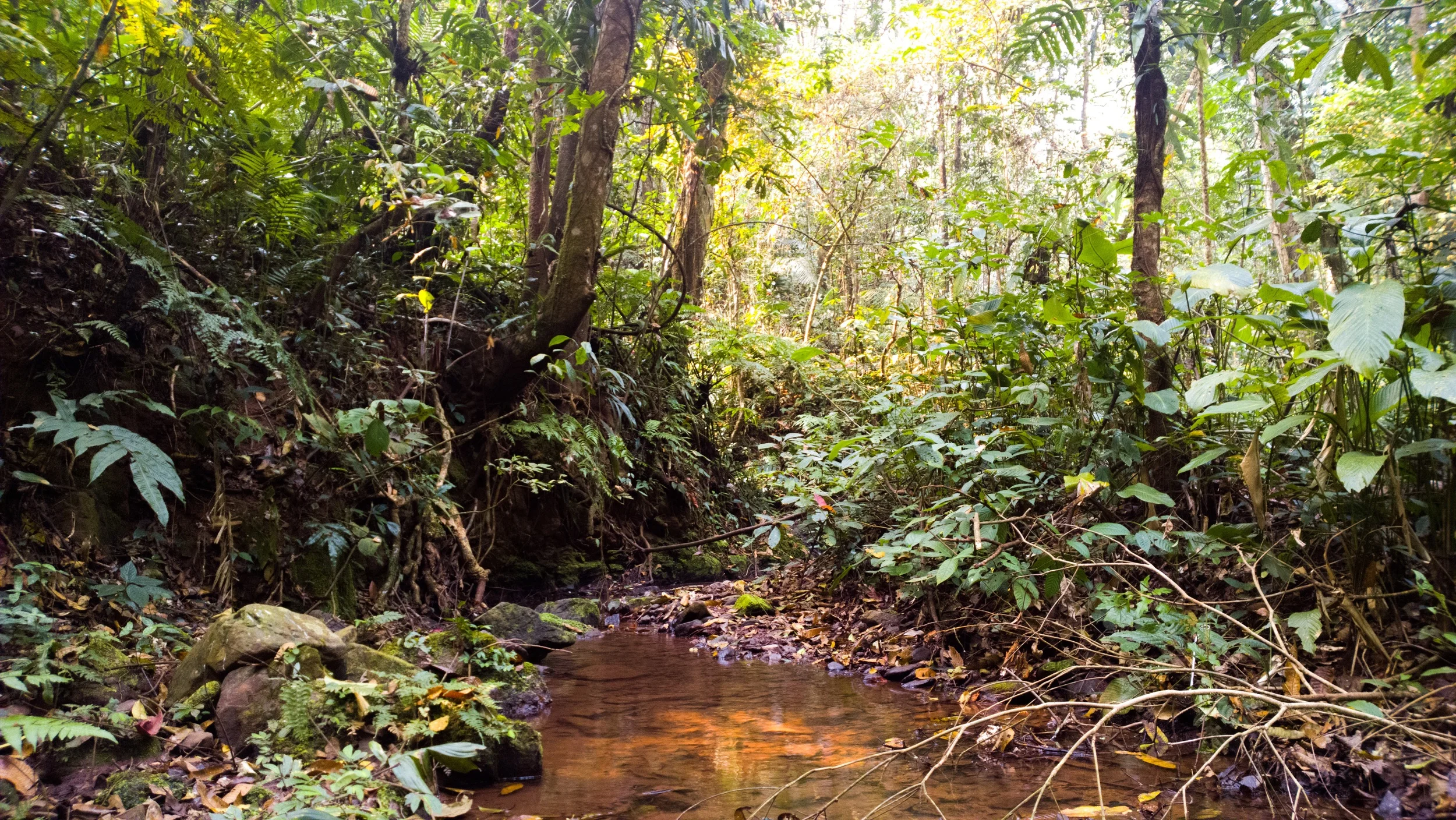 A little bit of jungle - shot on my Lumia 1020.
