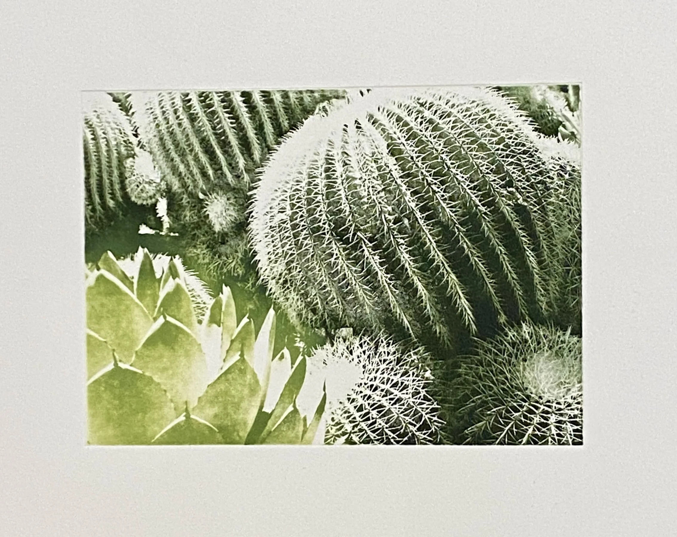 Green Cactus.JPG