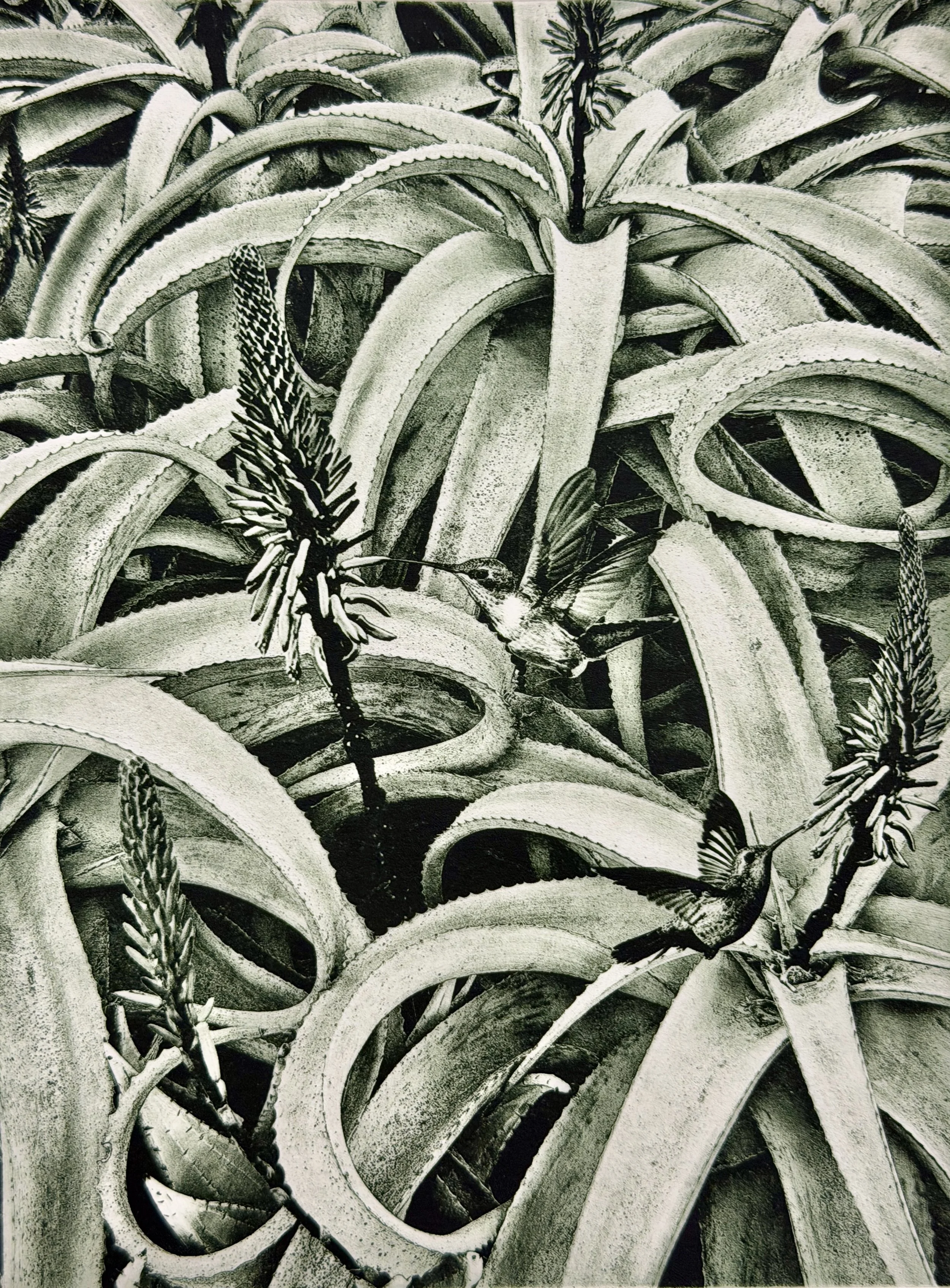 Aloes and Hummingbirds.JPG