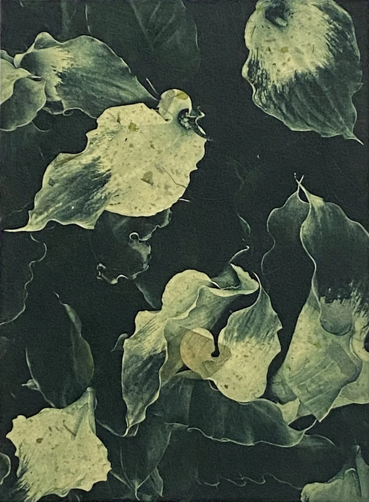 Callas in Green.jpg