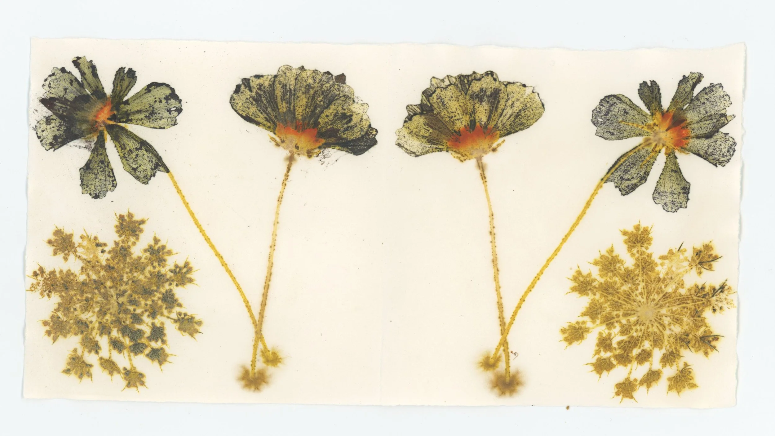Eco Print Flowers.jpg