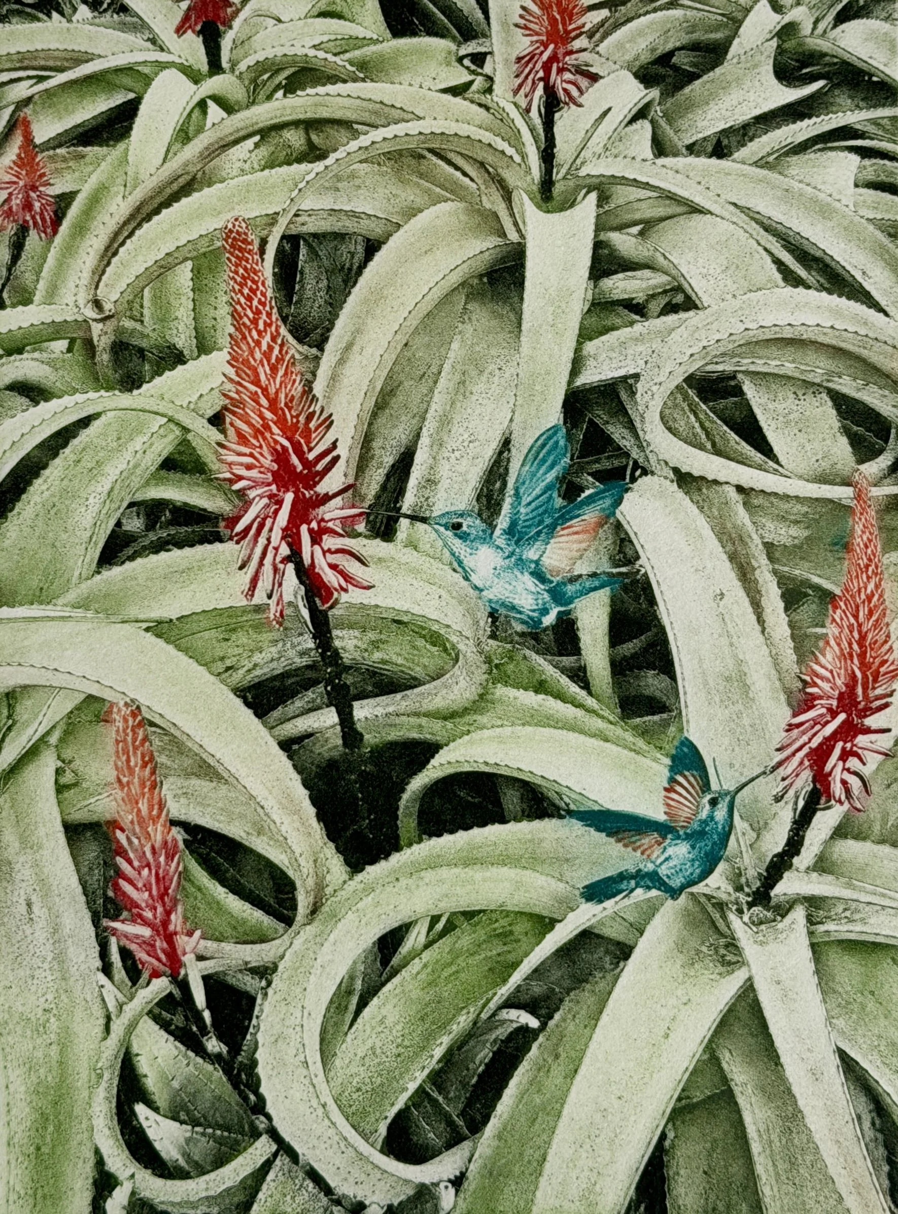 Aloes and Hummingbirds, 8 x 10