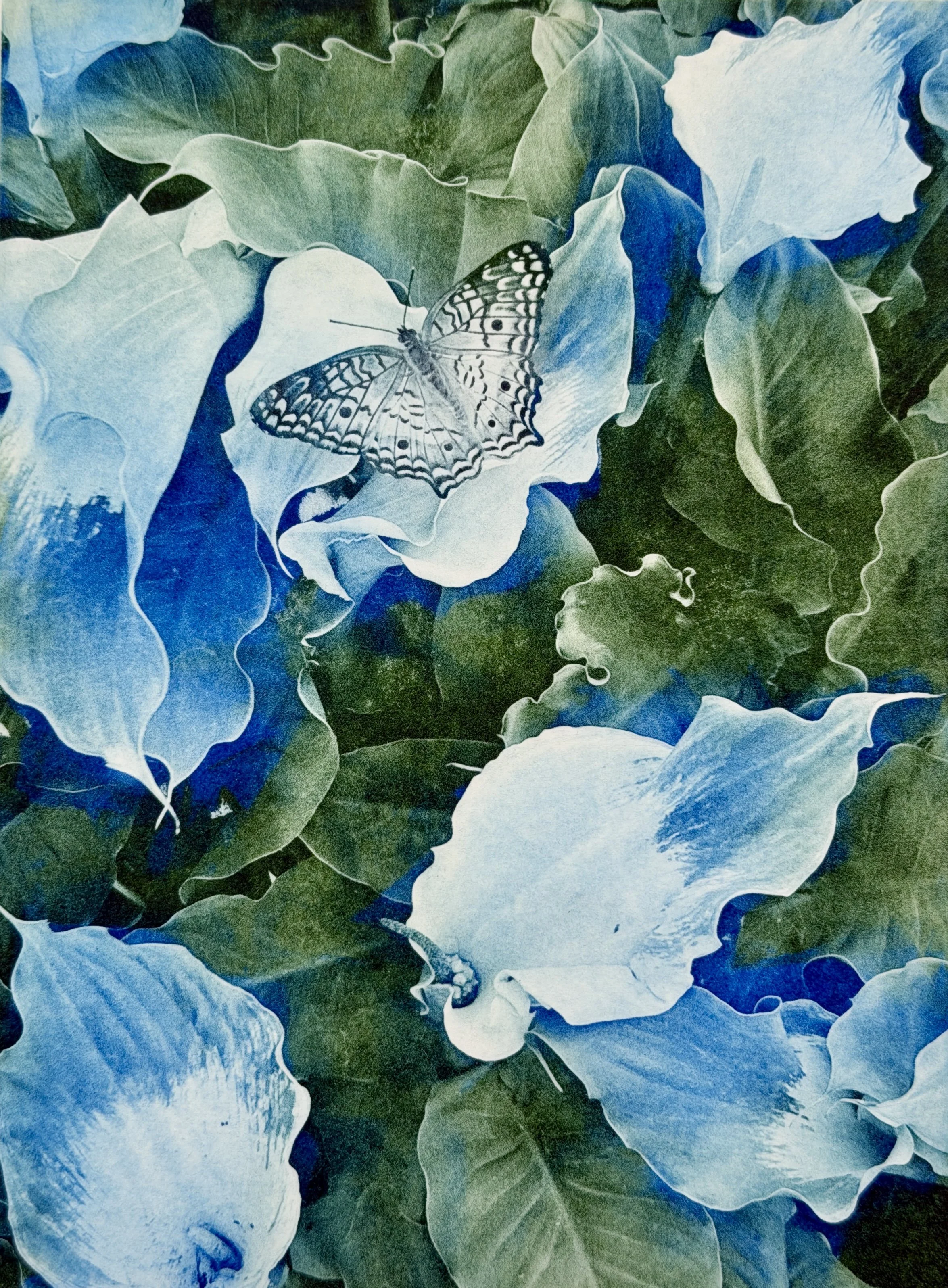 Calla Lilies and Butterflies, 8 x 10