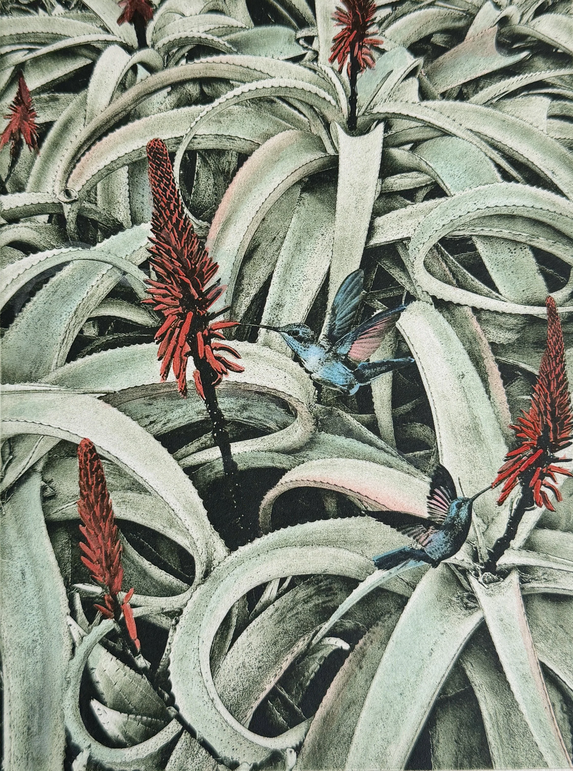 Aloes and Hummingbirds, 8 x 10