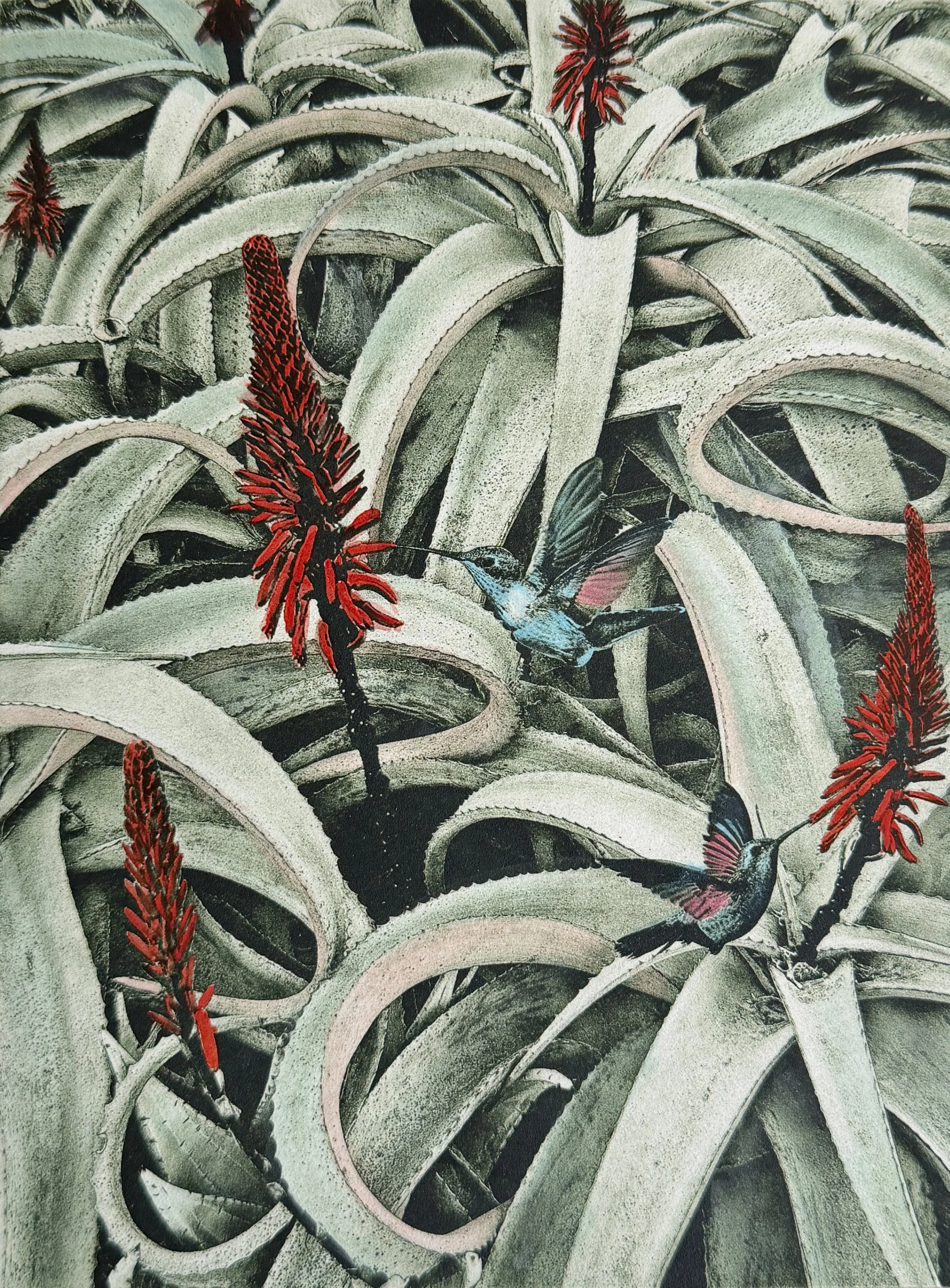 Aloes and Hummingbirds, 8 x 10