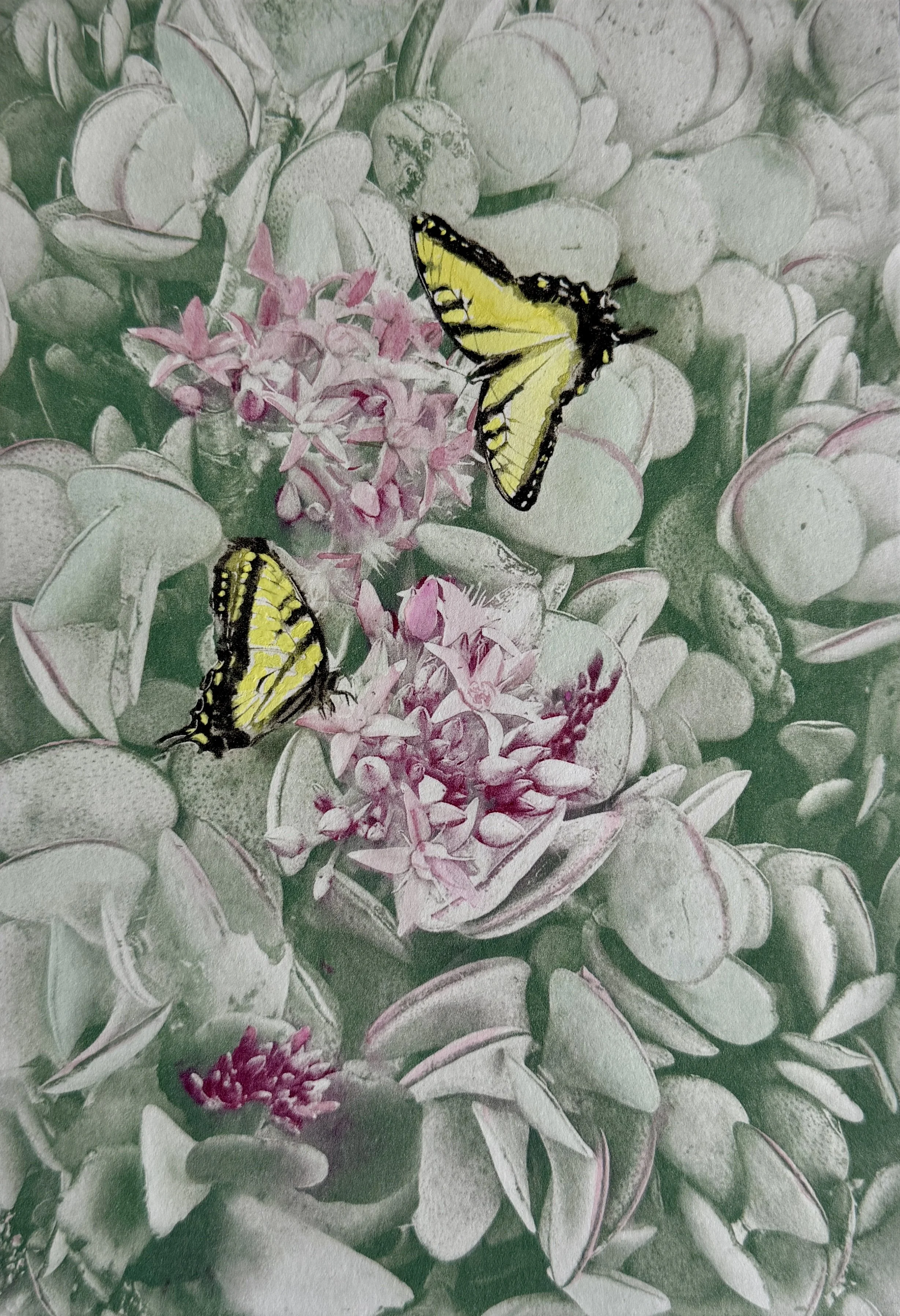 Silver Dollars and Swallowtails, 8 x 10