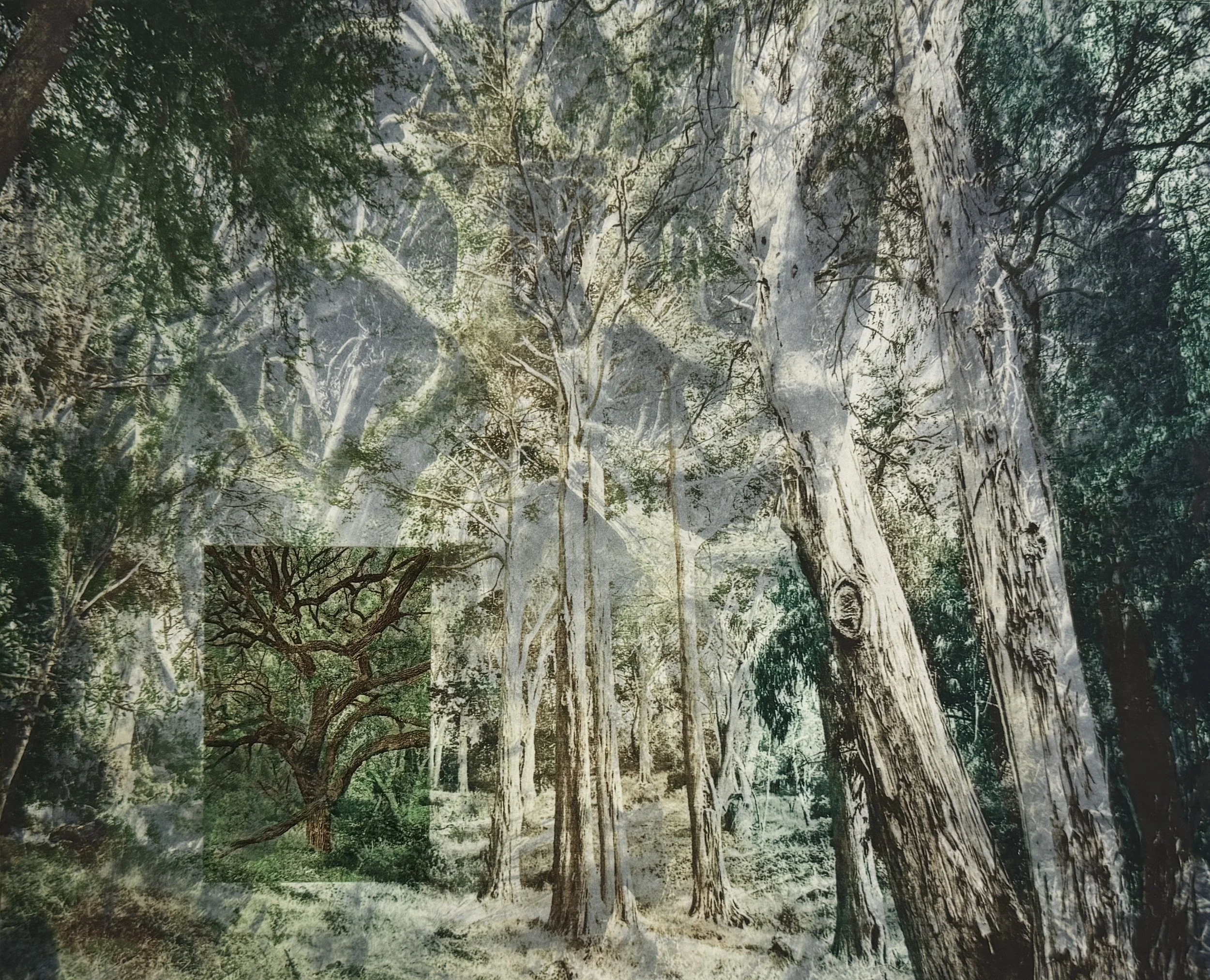 The Great Forest.jpg