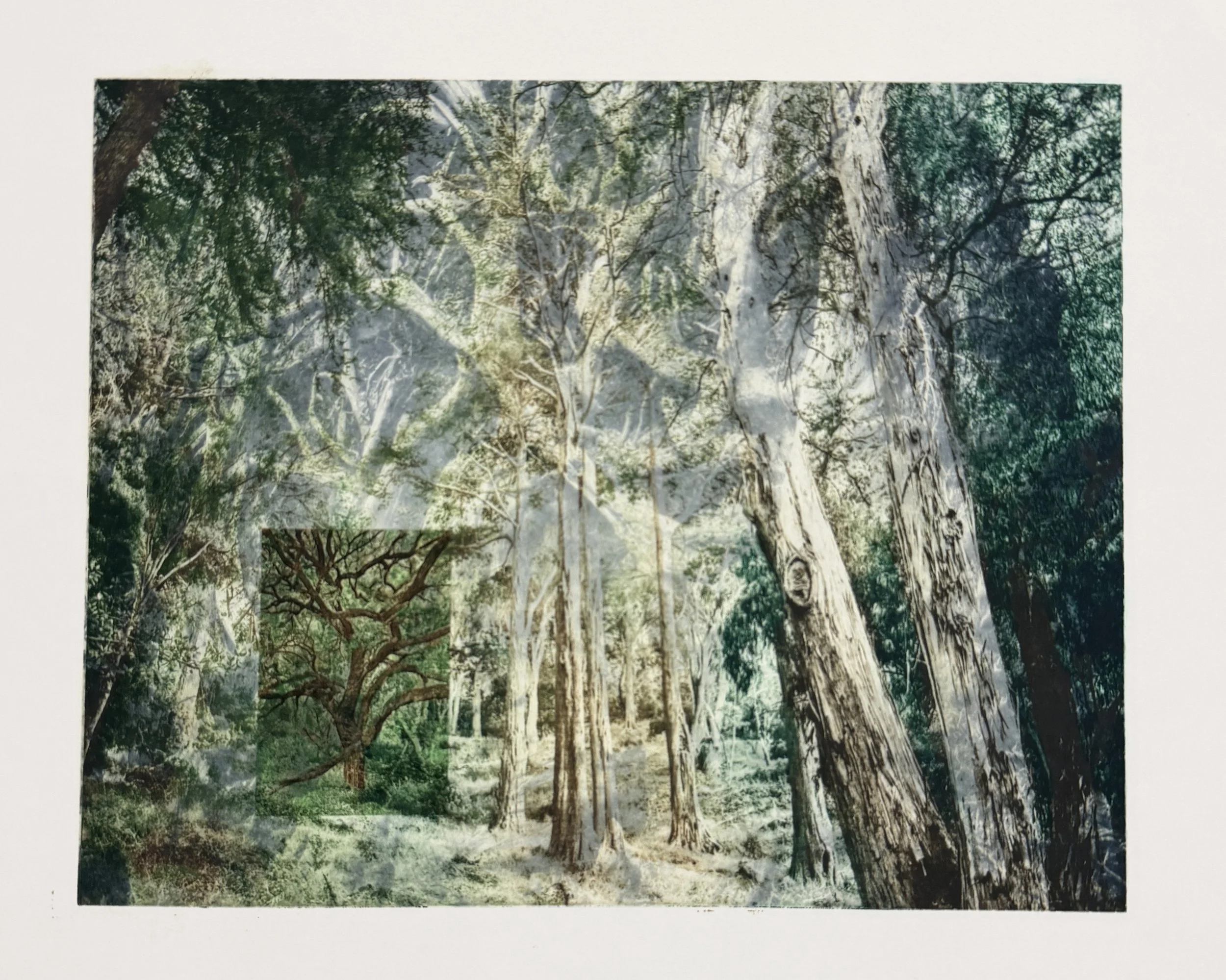 The Great Forest Border.jpg